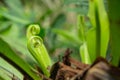 Young leaves BirdÃ¢â¬â¢s nest fern, Asplenium nidus tree Royalty Free Stock Photo